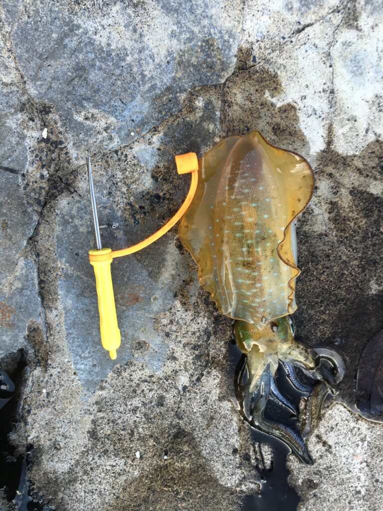 常神半島　アオリイカ