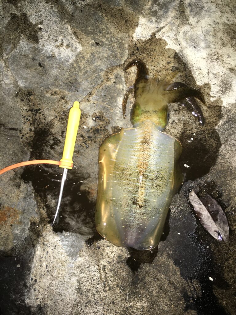 常神半島で釣れたアオリイカ