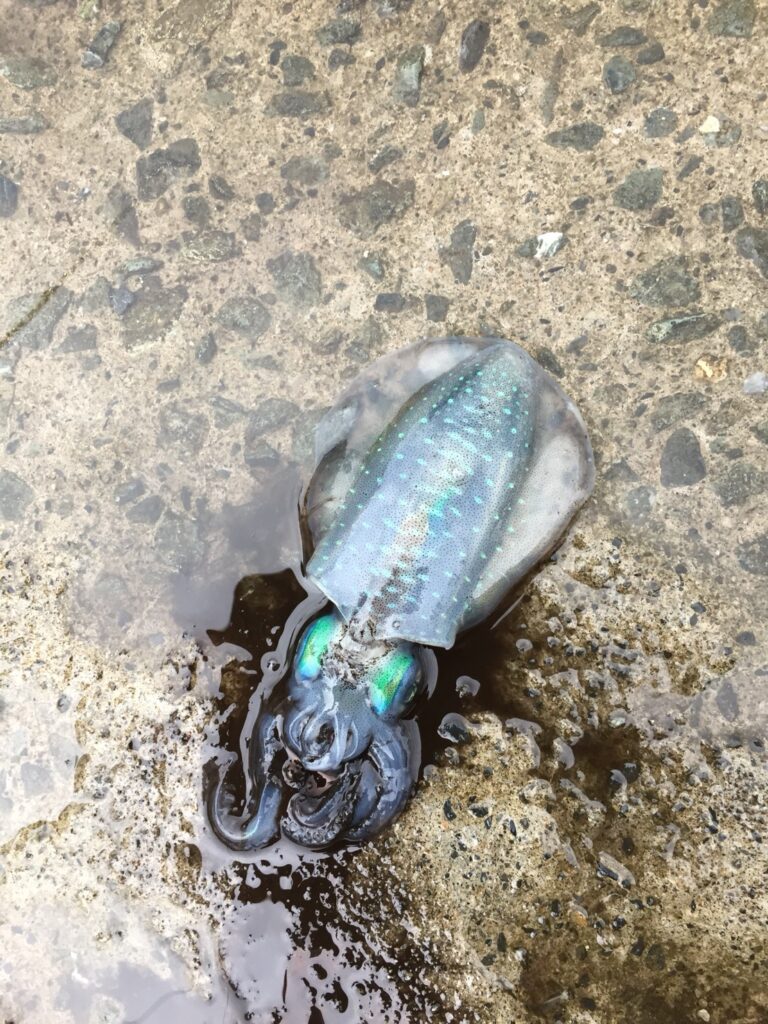 常神半島で釣れたアオリイカ