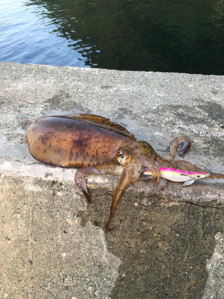 常神半島で釣れたアオリイカ