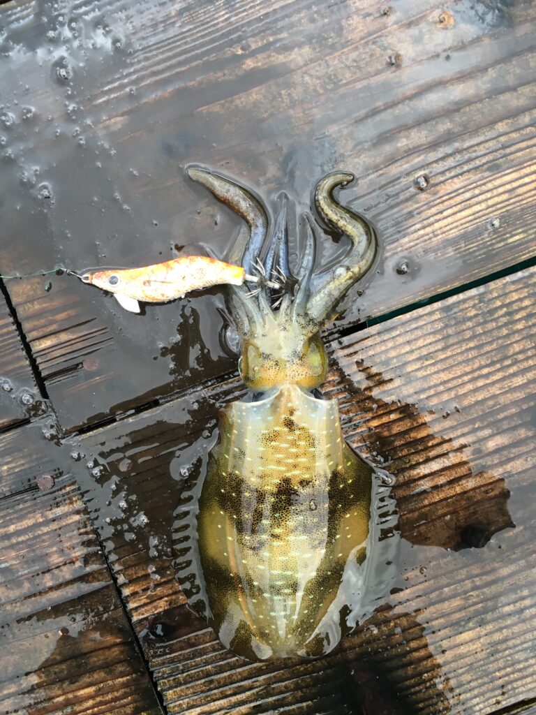 常神半島で釣れたアオリイカ