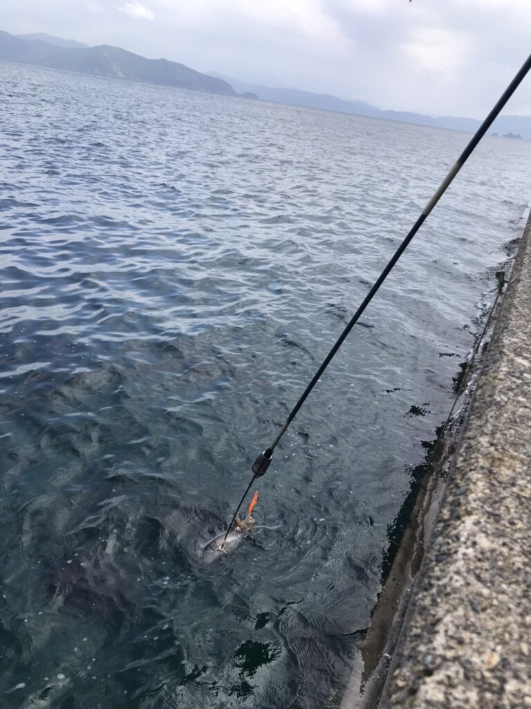 常神半島　アオリイカ　ギャフ掛け