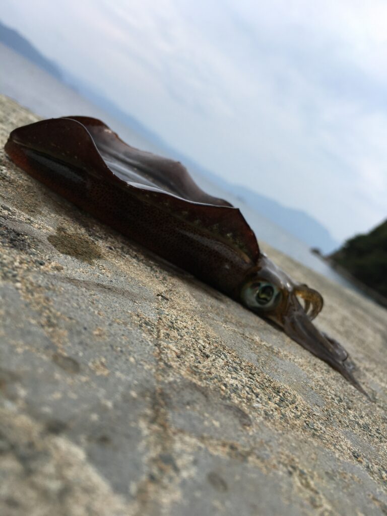 アオリイカと常神半島