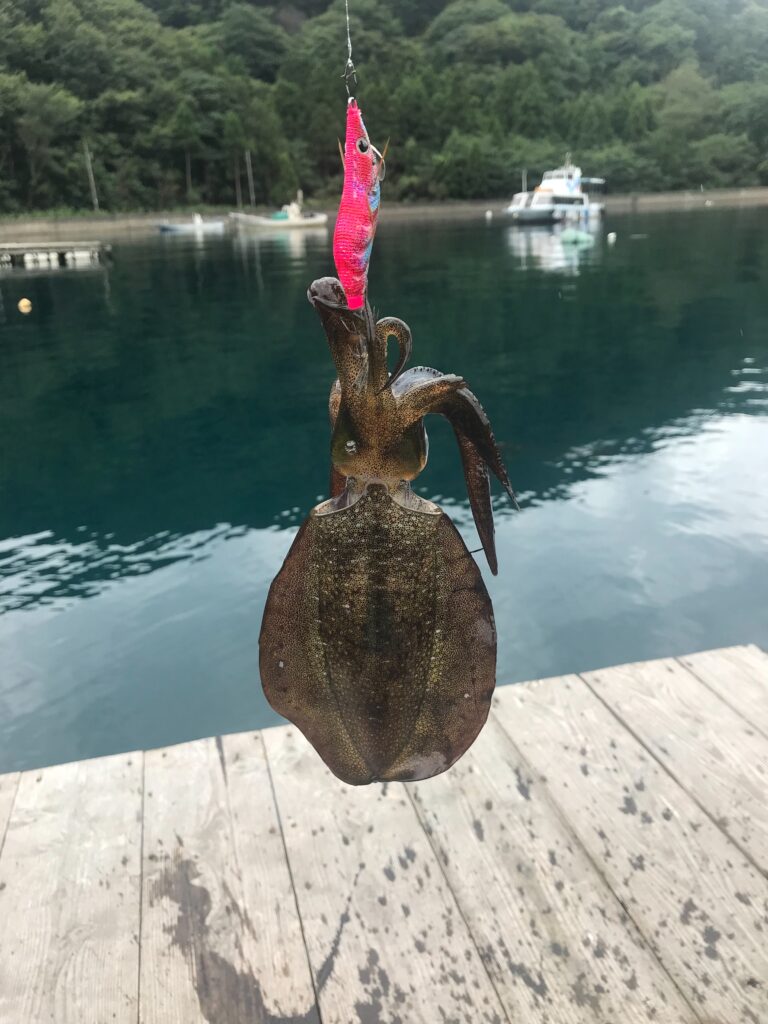 常神半島で釣れたアオリイカ