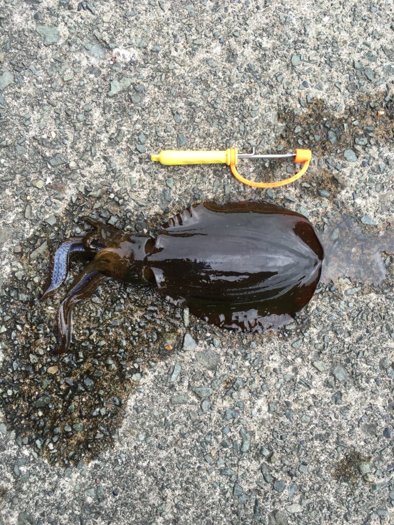 常神半島で釣れたアオリイカ