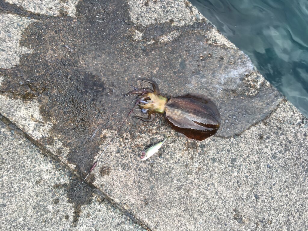 常神半島　ヤエンで釣れたアオリイカ