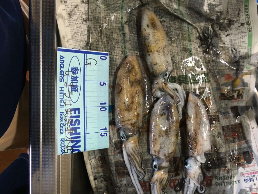 アオリイカ釣果