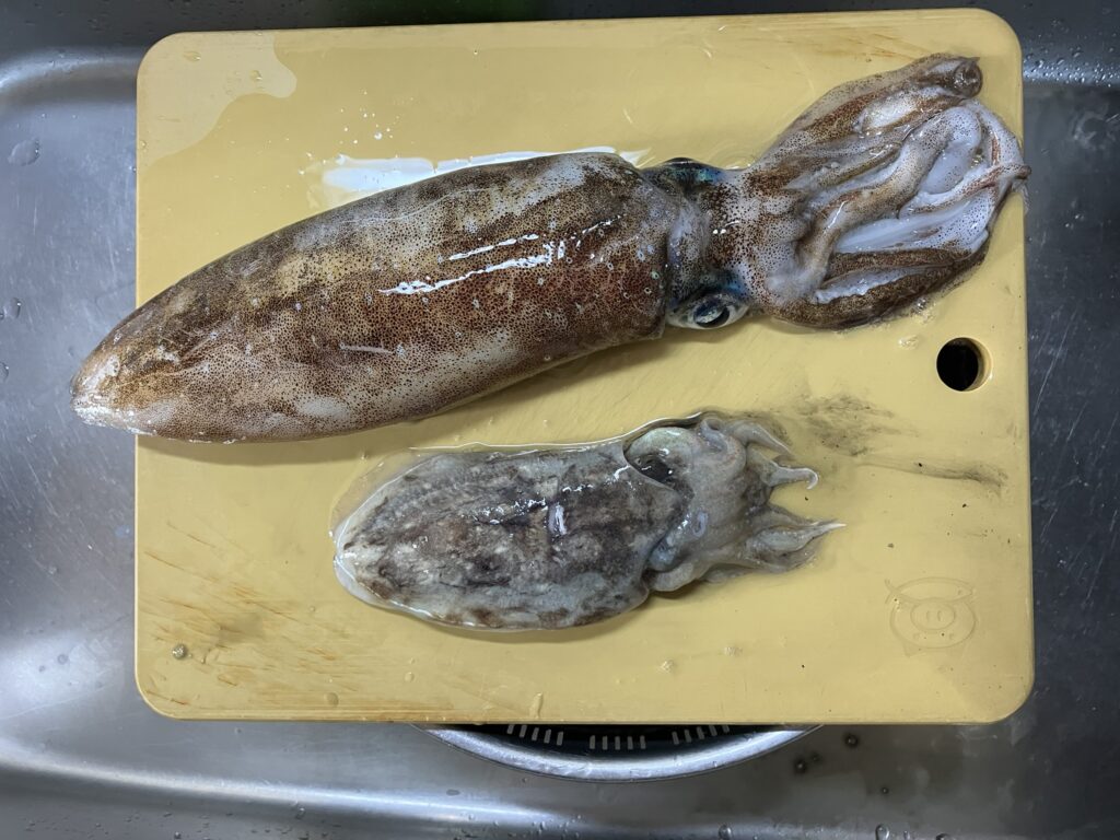 若狭湾で釣れた親アオリイカ