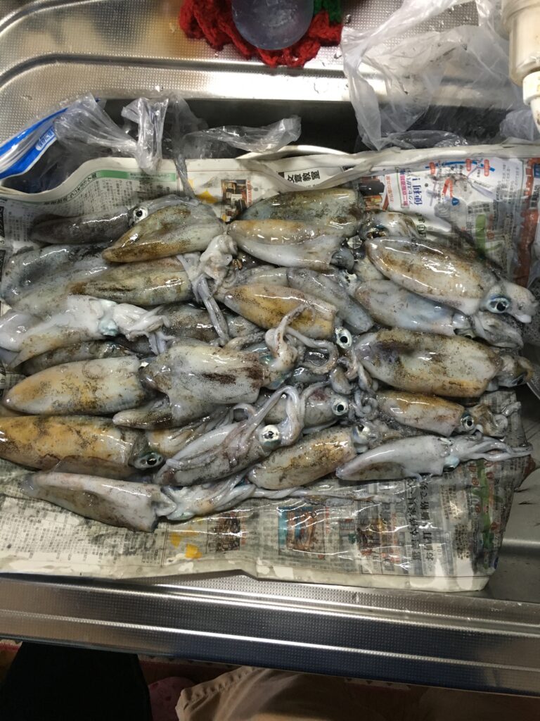 常神半島アオリイカ釣果