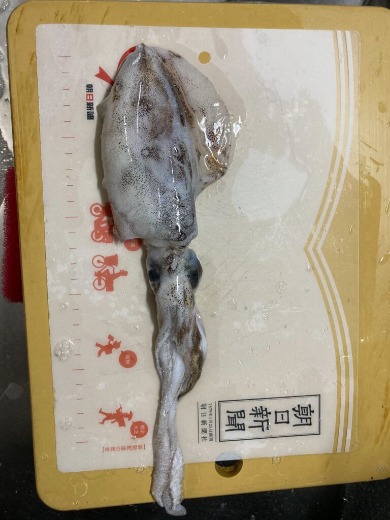 常神半島で釣れたアオリイカ