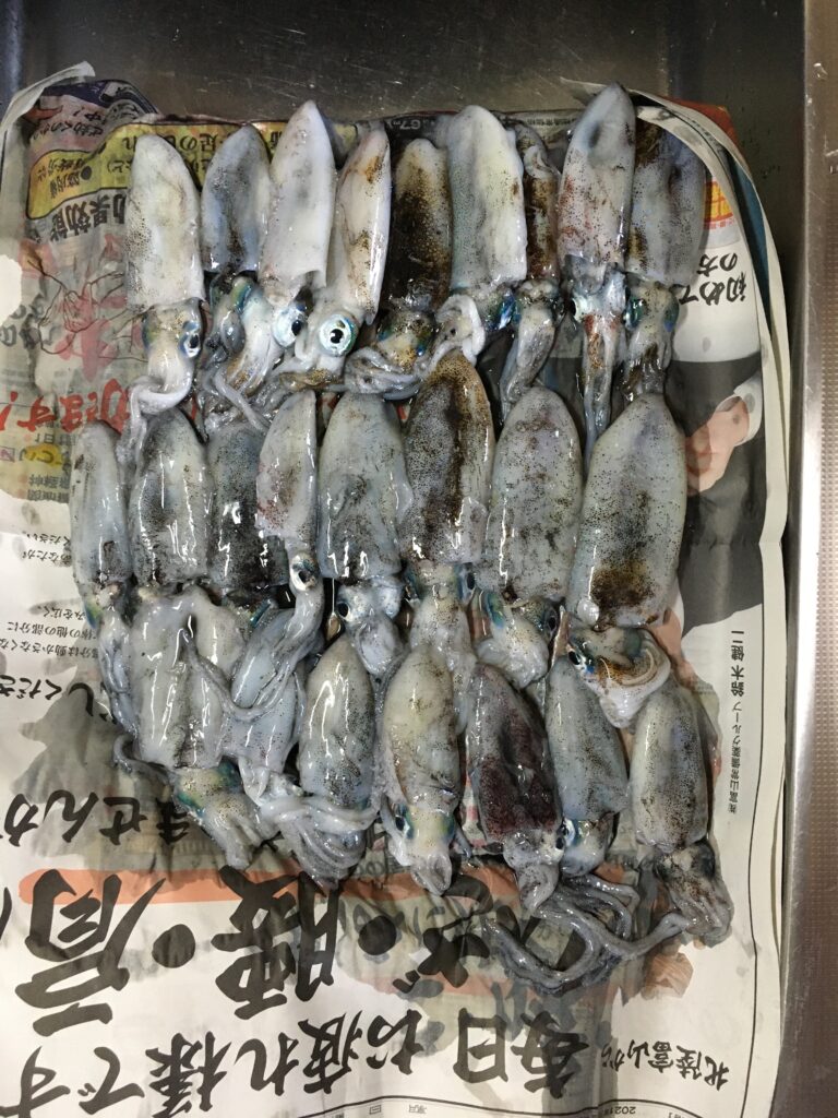 常神半島　エギング釣果