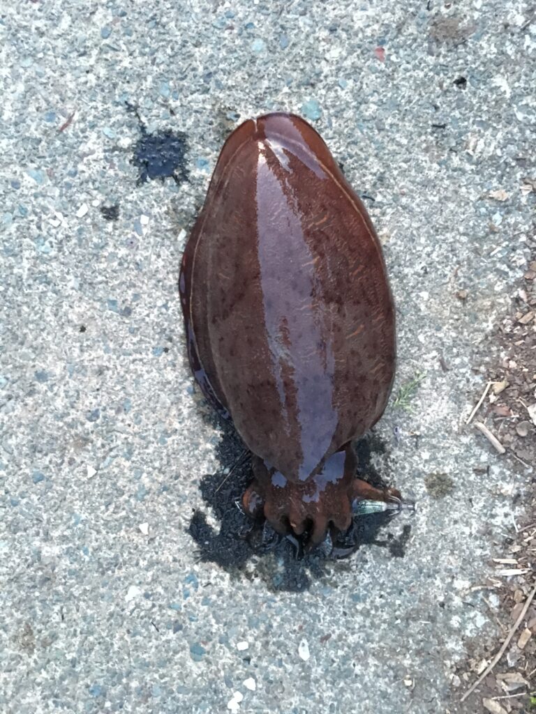 常神半島で釣れた紋甲イカ