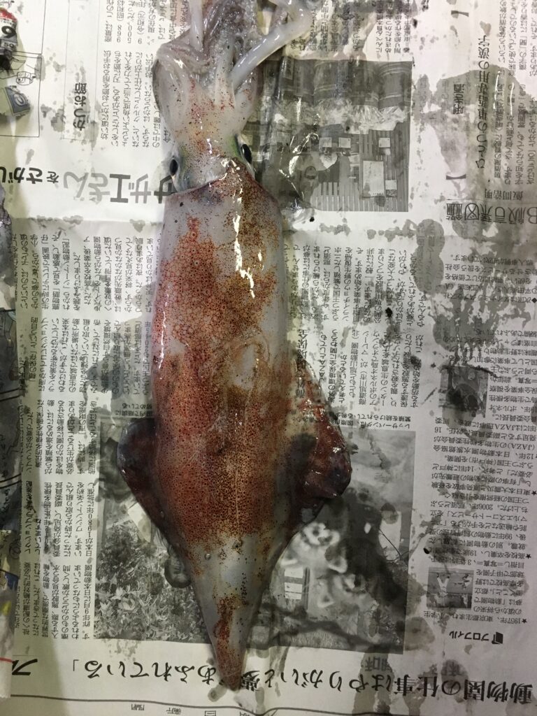 常神半島エギングで釣れたケンサキイカ