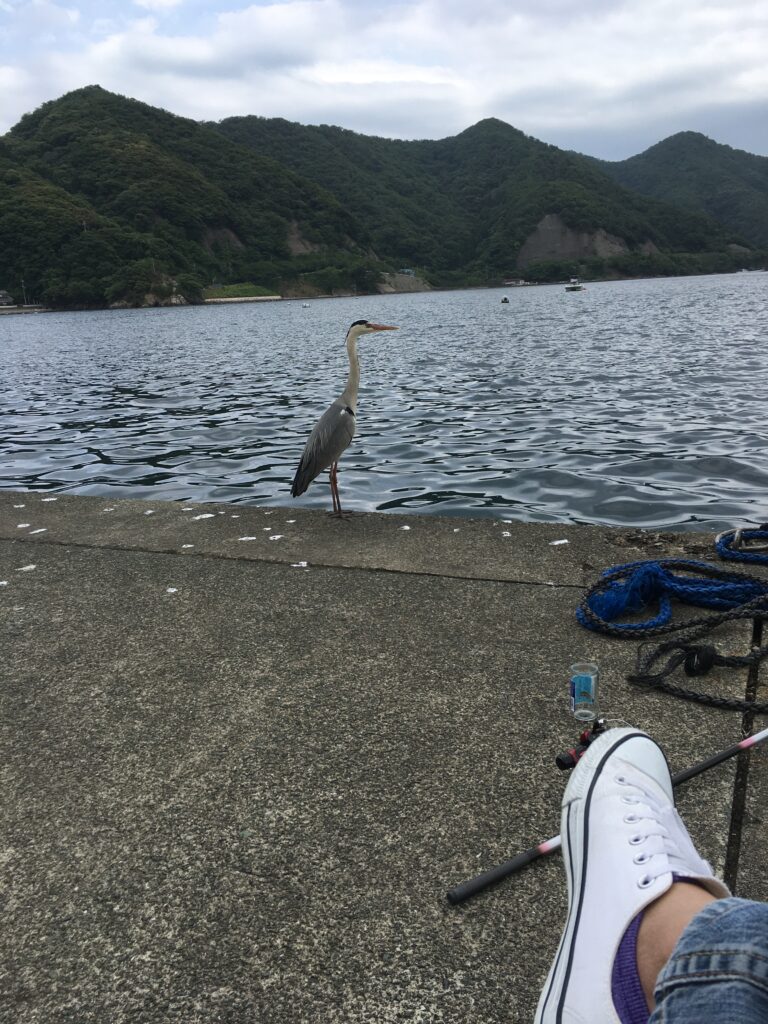 常神半島