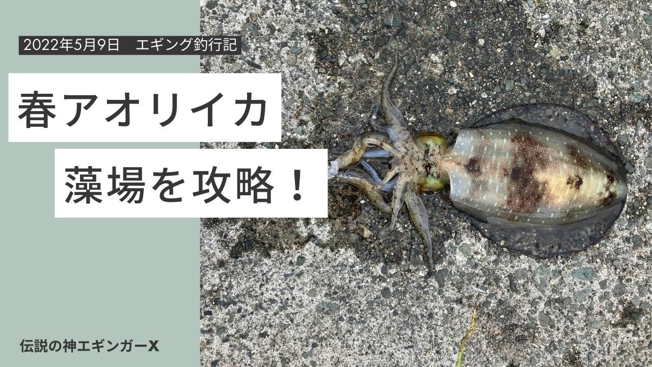 常神半島で釣れたアオリイカ