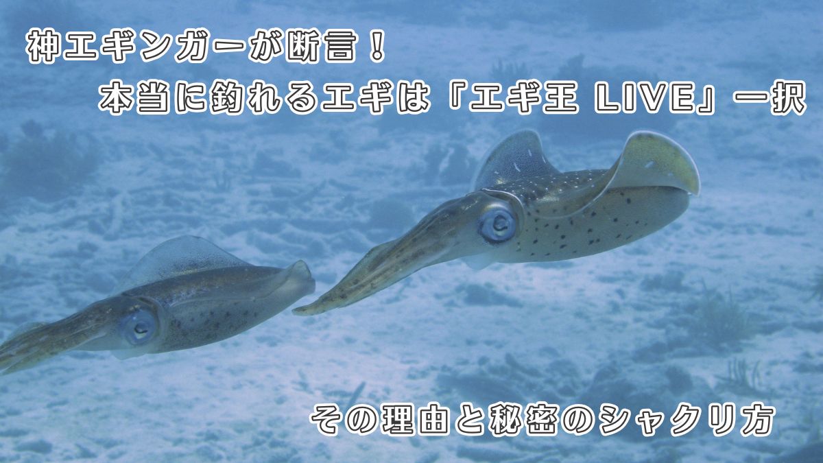 エギ王　ライブ